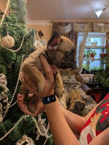 Шикарні цуценята Французів