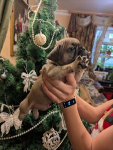 Шикарні цуценята Французів