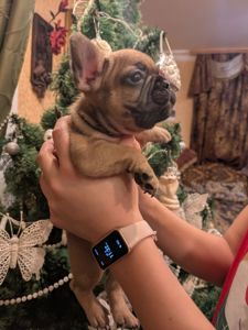 Шикарні цуценята Французів