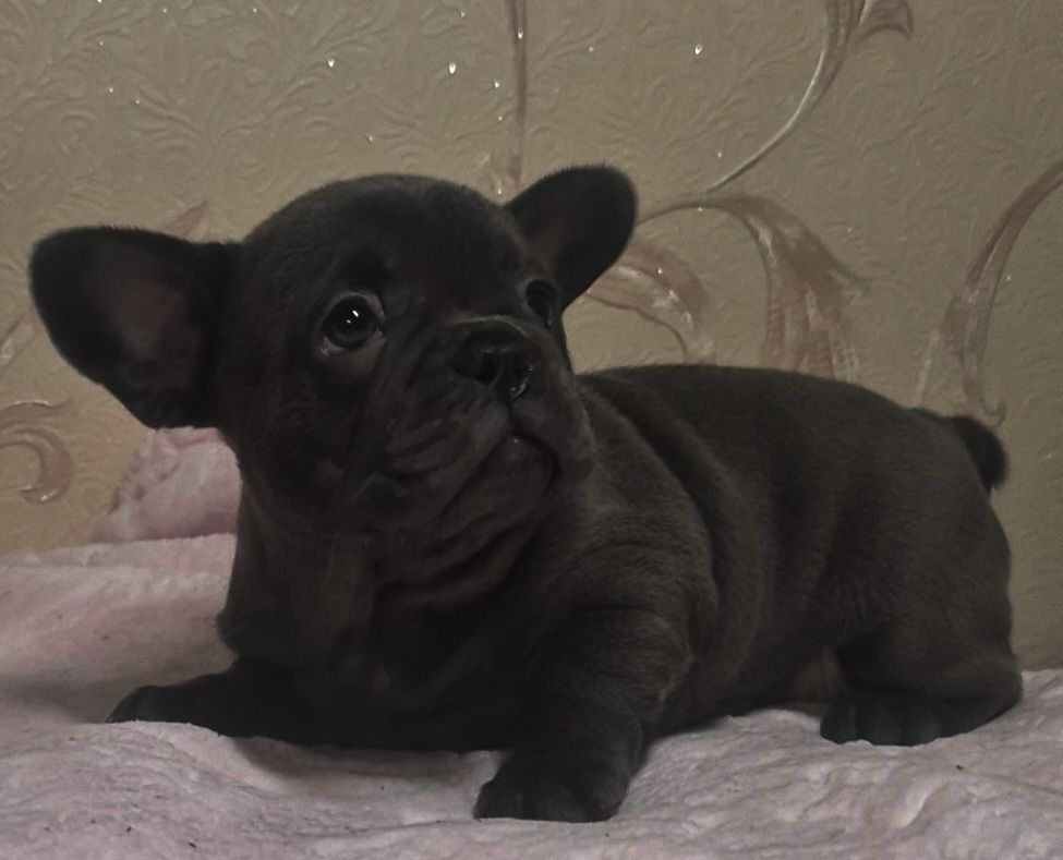 Голубий французький бульдог