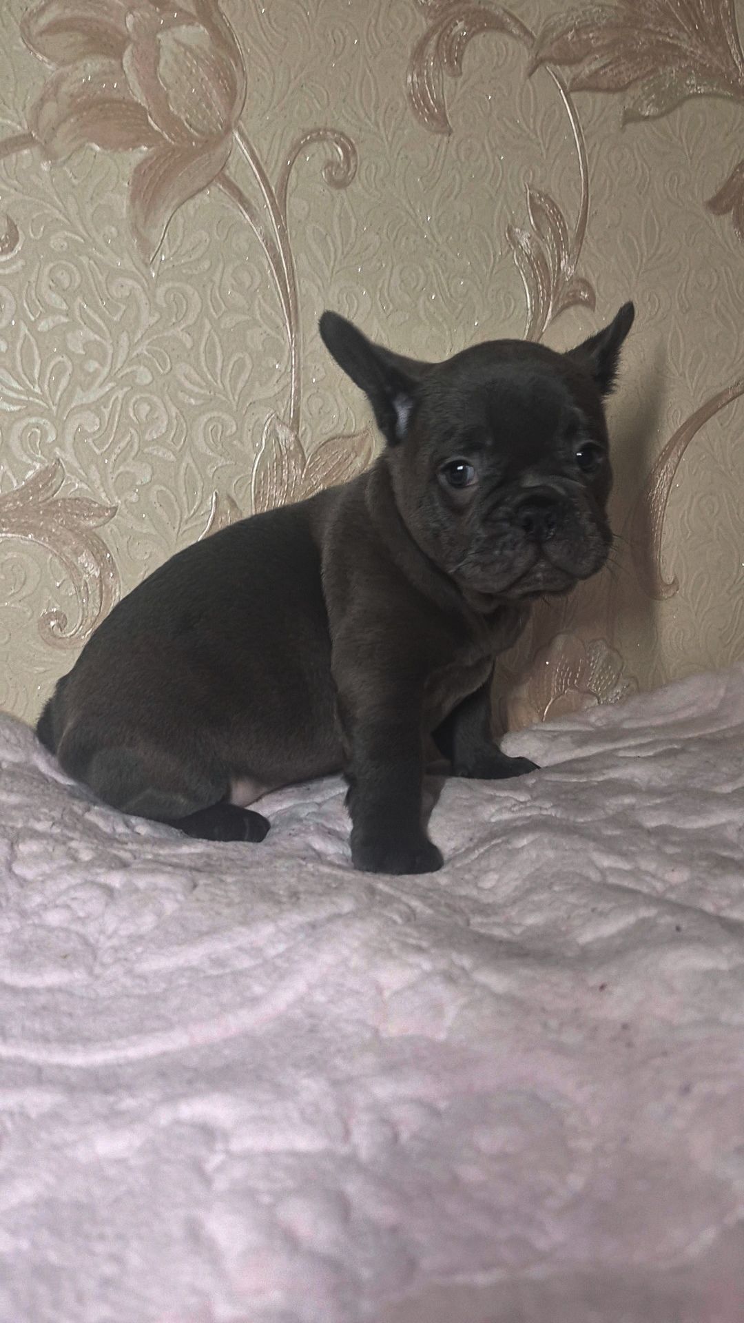 Голубий французький бульдог