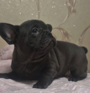 Голубий французький бульдог