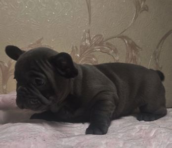 Голубий французький бульдог