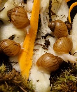 Ахатина Ахатина Тигр Альбіно Боді підліток