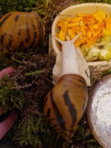 Ахатина Ахатина Тигр Альбіно Боді підліток