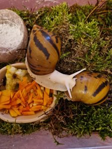 Ахатина Ахатина Тигр Альбіно Боді підліток