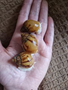 Ахатина Ахатина Тигр Альбіно Боді підліток