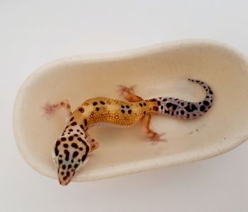 Эублефар, гекон