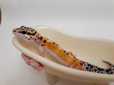 Эублефар, гекон