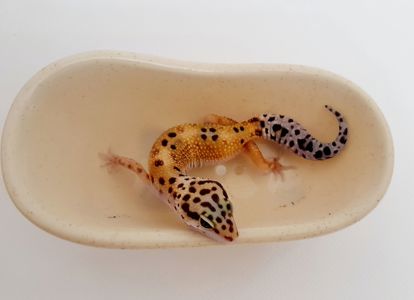 Эублефар, гекон