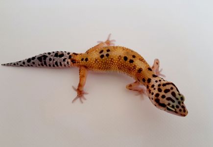 Эублефар, гекон