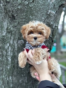 Цуценя хлопчик мальтіпу ф1