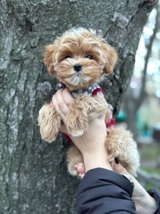 Цуценя хлопчик мальтіпу ф1