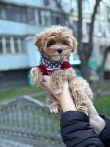 Цуценя хлопчик мальтіпу ф1