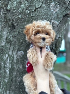 Цуценя хлопчик мальтіпу ф1