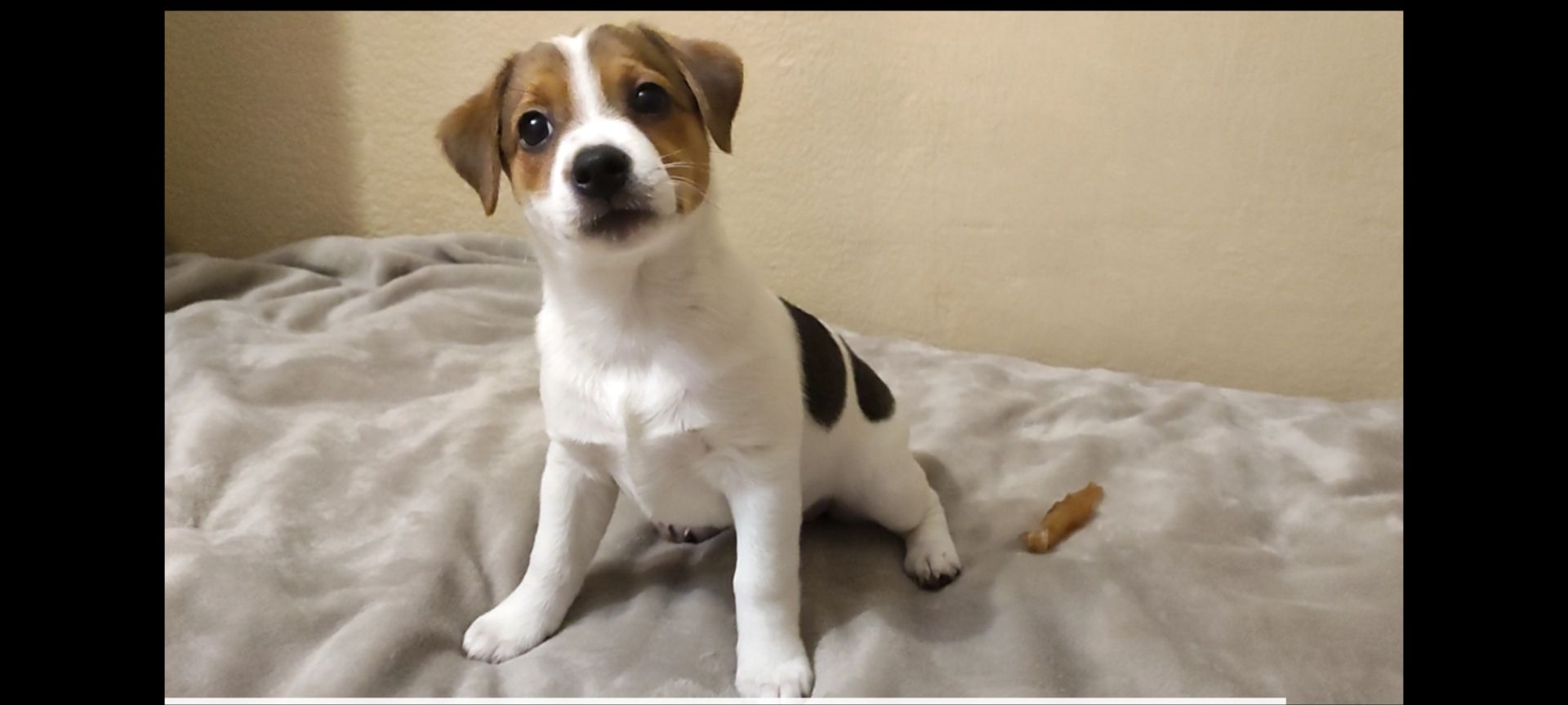 Ніжна дівчинка Джек Рассел тер'єр 2 міс документи родословна ККУ