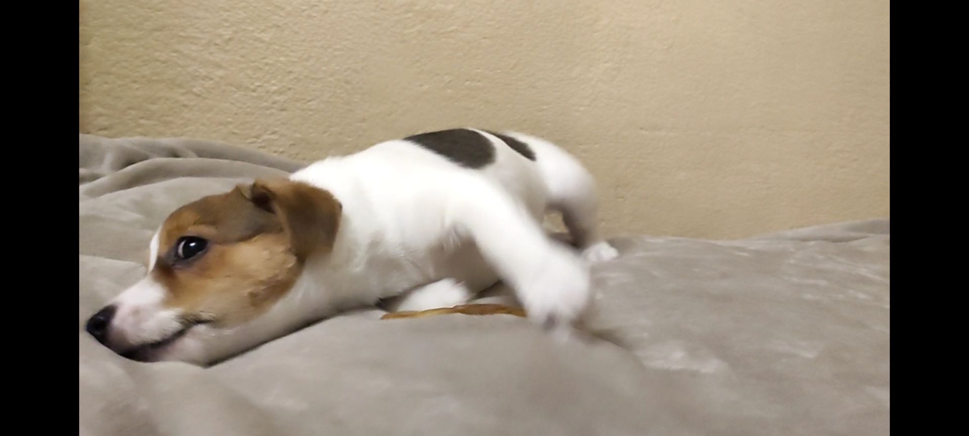 Ніжна дівчинка Джек Рассел тер'єр 2 міс документи родословна ККУ