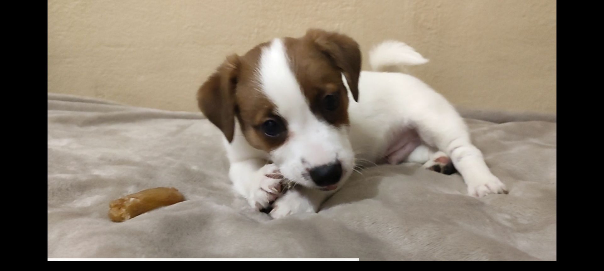 Ніжний хлопчик Джек Рассел тер'єр 2 міс родословна, документи ККУ