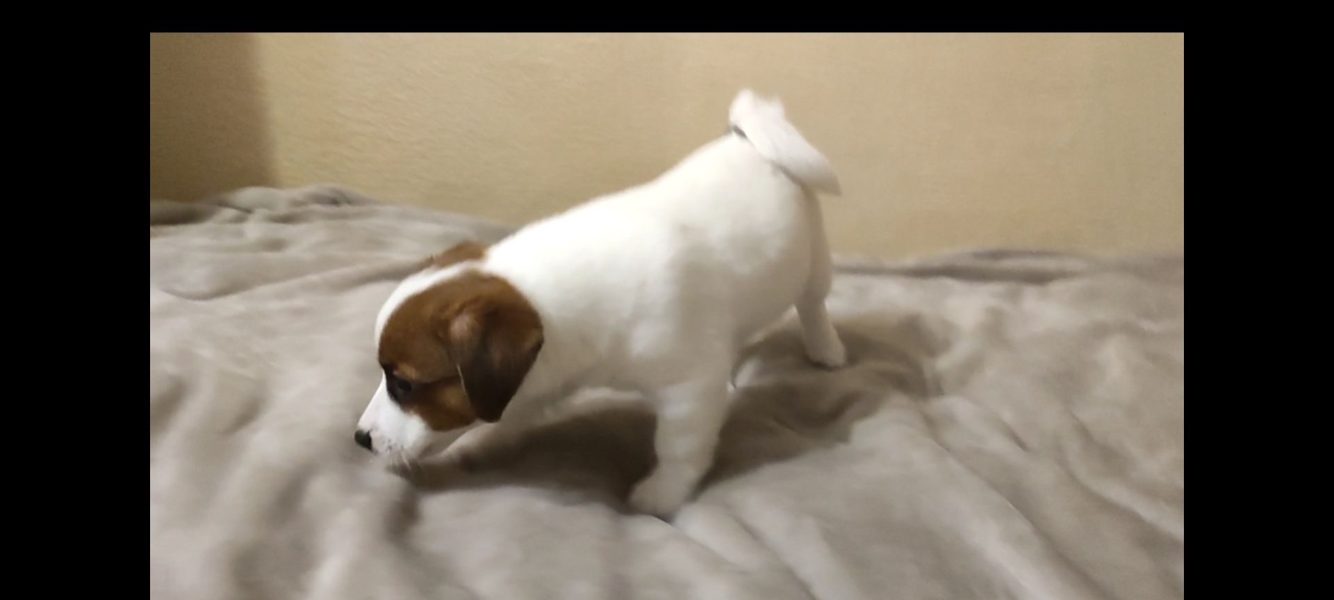 Ніжний хлопчик Джек Рассел тер'єр 2 міс родословна, документи ККУ