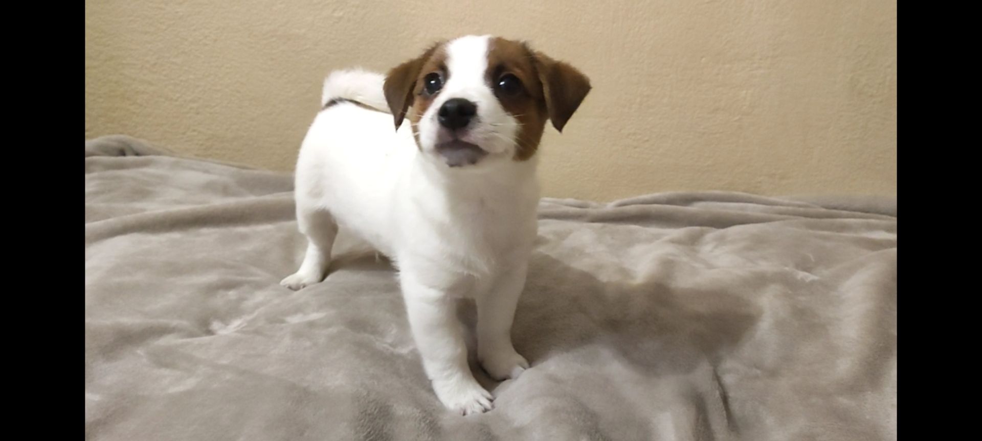 Ніжний хлопчик Джек Рассел тер'єр 2 міс родословна, документи ККУ