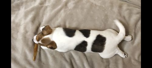 Ніжна дівчинка Джек Рассел тер'єр 2 міс документи родословна ККУ