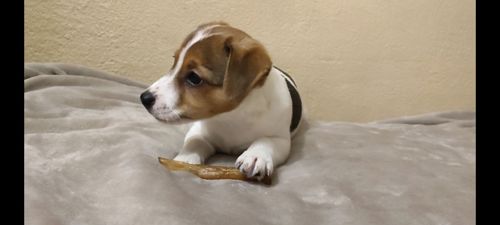 Ніжна дівчинка Джек Рассел тер'єр 2 міс документи родословна ККУ