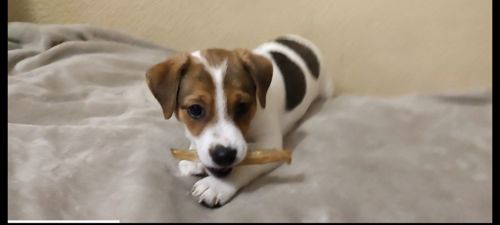 Ніжна дівчинка Джек Рассел тер'єр 2 міс документи родословна ККУ