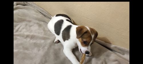 Ніжна дівчинка Джек Рассел тер'єр 2 міс документи родословна ККУ