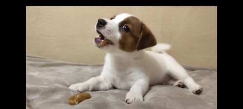 Ніжний хлопчик Джек Рассел тер'єр 2 міс родословна, документи ККУ