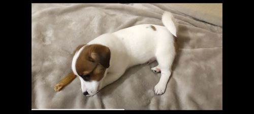 Ніжний хлопчик Джек Рассел тер'єр 2 міс родословна, документи ККУ