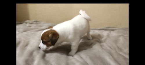 Ніжний хлопчик Джек Рассел тер'єр 2 міс родословна, документи ККУ