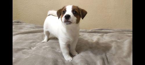 Ніжний хлопчик Джек Рассел тер'єр 2 міс родословна, документи ККУ