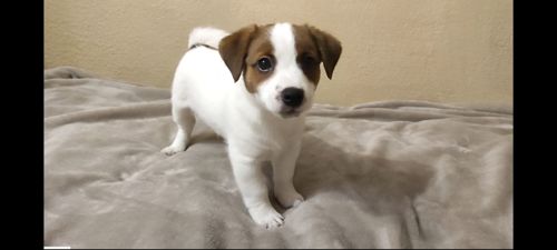 Ніжний хлопчик Джек Рассел тер'єр 2 міс родословна, документи ККУ