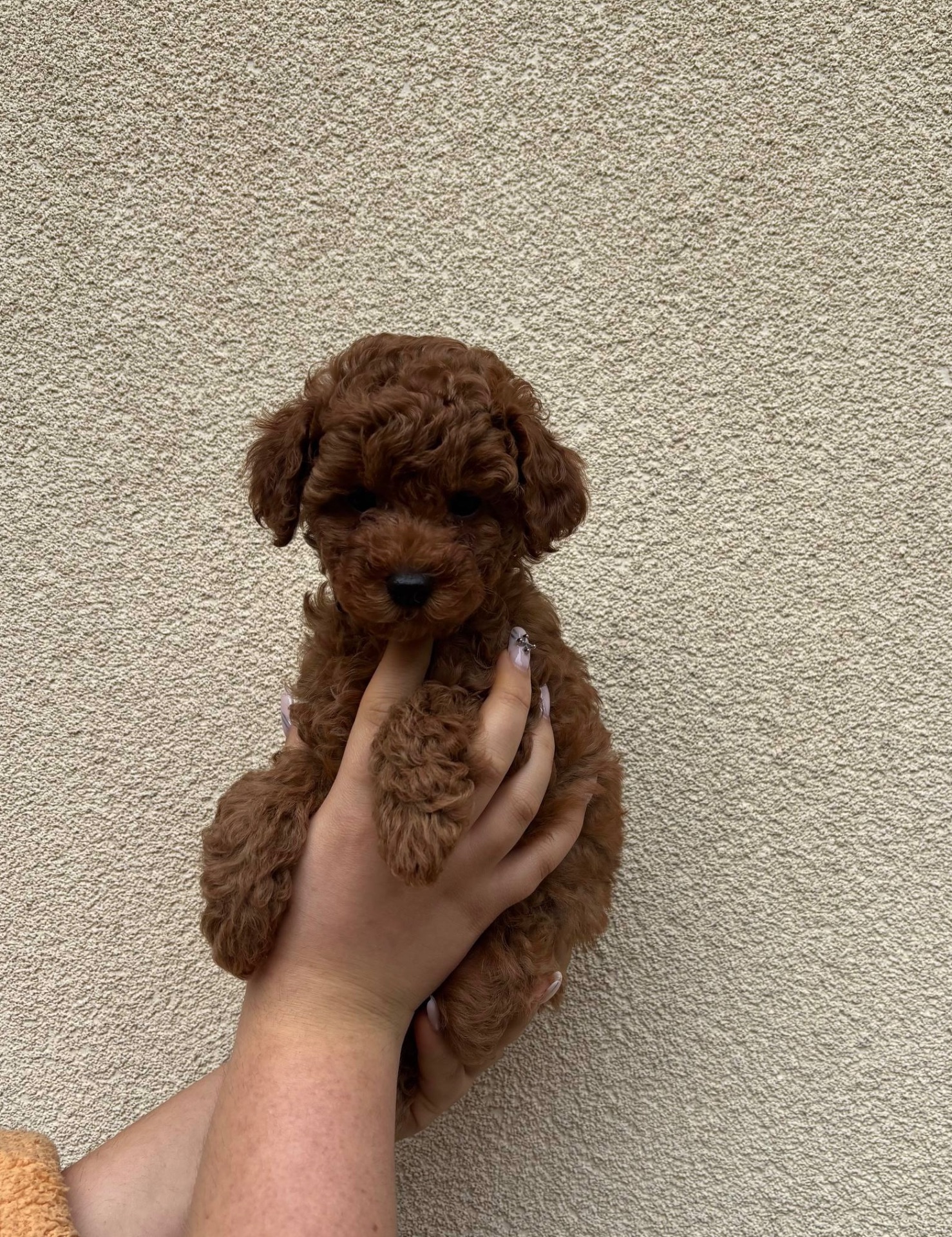 Дівчинка Той Пудель Ред Браун