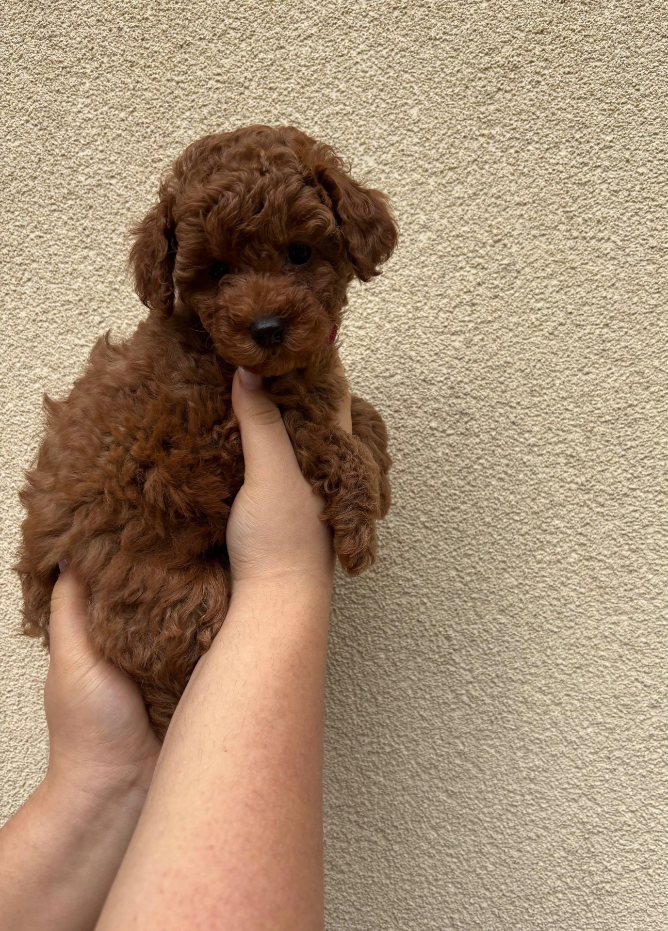 Дівчинка Той Пудель Ред Браун