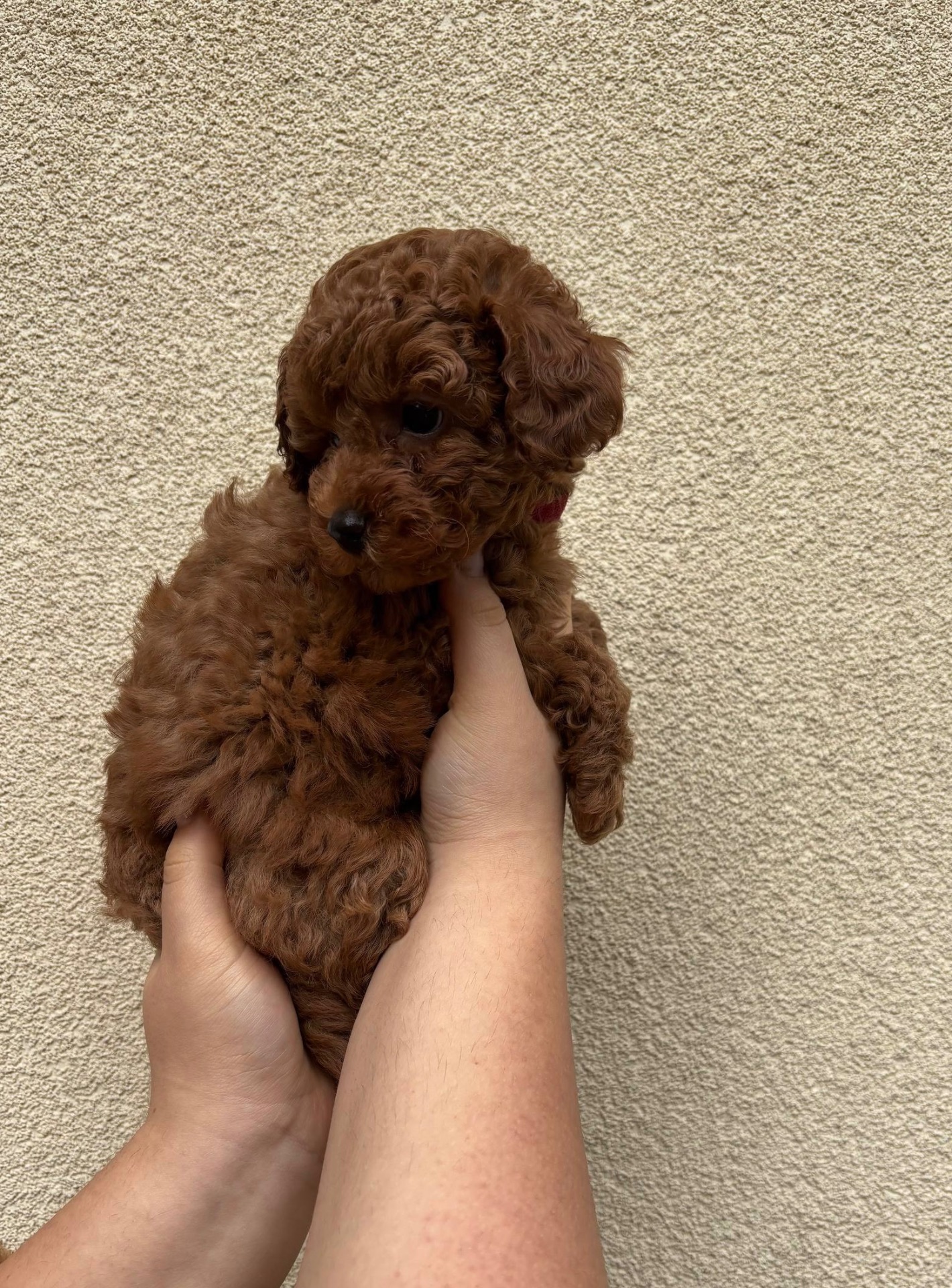 Дівчинка Той Пудель Ред Браун