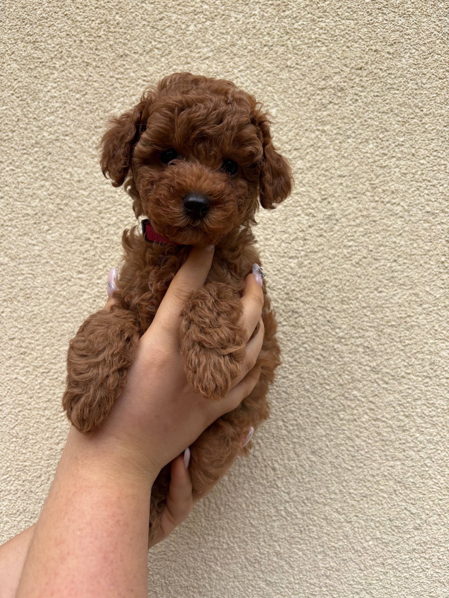 Дівчинка Той Пудель Ред Браун