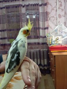 Продам корелу