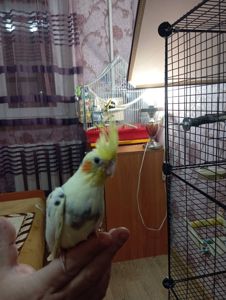 Продам корелу