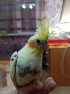 Продам корелу