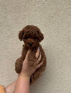 Дівчинка Той Пудель Ред Браун