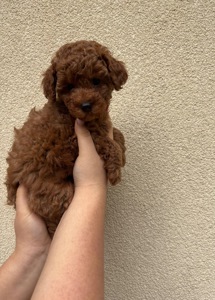 Дівчинка Той Пудель Ред Браун