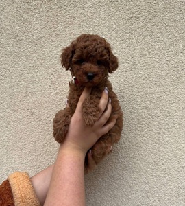 Дівчинка Той Пудель Ред Браун