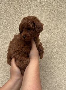 Дівчинка Той Пудель Ред Браун