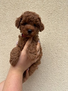 Дівчинка Той Пудель Ред Браун