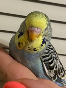 Хвилястий малюк напівчех