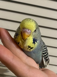 Хвилястий малюк напівчех