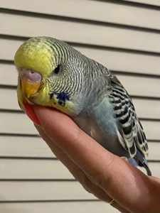 Хвилястий малюк напівчех