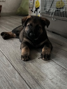 Дівчинка німецької вівчарки