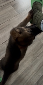 Дівчинка німецької вівчарки